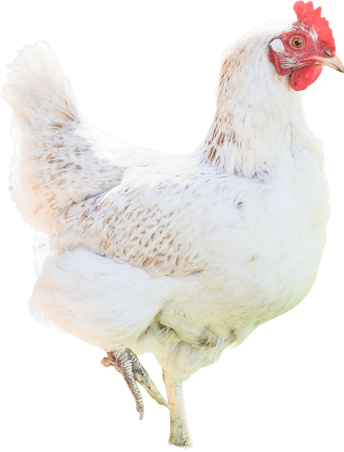 A plucky white hen, mascot of Yarn Chicken