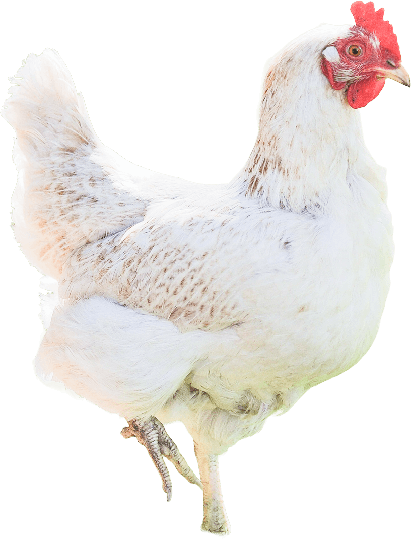 A white chicken